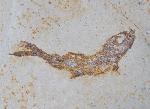 Leptolepides sprattiformis (BLAINVILLE 1818) - Bild © FossNet FossilienStore